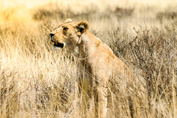 Fototapeta na wymiar Lioness Sitting In Tall Dry Grass In A Game Reserve