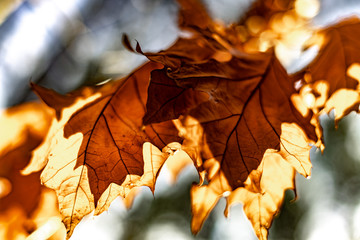 Red oak in autumn germany