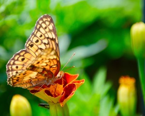 Butterfly 4
