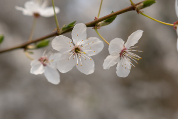 Schöne Frühlingsblüten am Baum