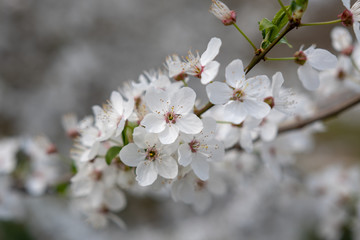 Weisse Frühlingsblütem am Baum - Cherry