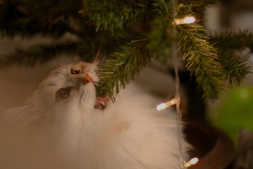 cat and christmas