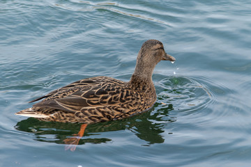 Ente mit tropfendem Wasser am Schnabel