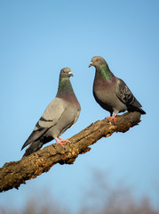 Two  pigeons on tree in spring time sunny day in love