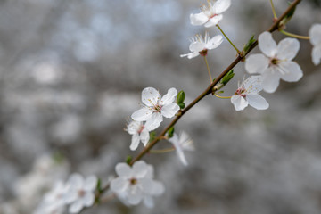 Cherry Blüten im Frühling