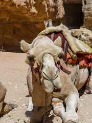 Camel, Petra, Jordan