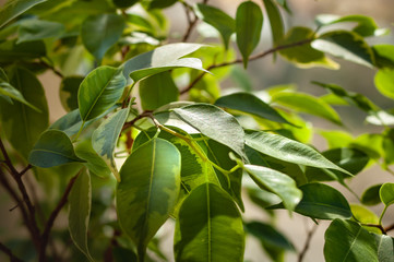 Green foliage of ficus bush.