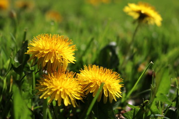 Field with dandelions. Closeup of yellow spring flowers