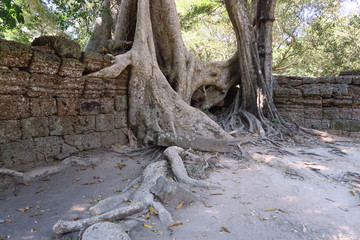 Arbre poussant sur les ruines temple d'Angkor 