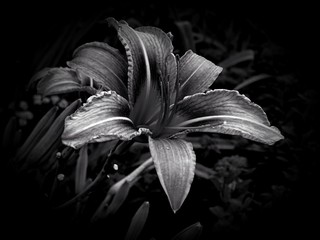 Flowers on a black and white photo