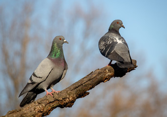 Two  pigeons on tree in spring time sunny day