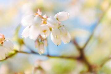 Obraz premium Blaubeerblüten