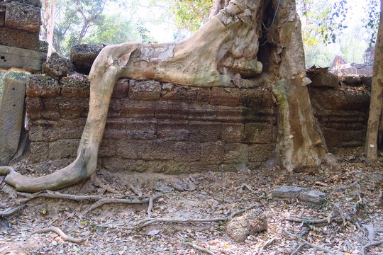 Racines d'arbre sur des ruines du temple d'Angkor 