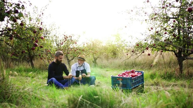 A senior man with adult son drinking cider in apple orchard in autumn.