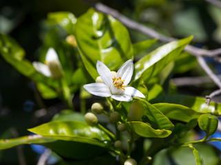 Ripening grapefruit fruits on a branch in spring in the gardens of Cyprus