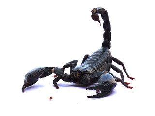 Scorpion on white background.