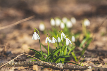 White blooming snowdrop folded or Galanthus plicatus