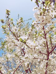 Spring Flowers background