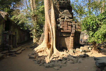 Arbres dans les ruines du temple d'Angkor 