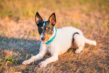 Naklejka na ściany i meble Parson Russell Terrier dog laying, sitting, posing in nature, outdoors, park at sunset