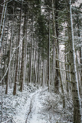Winter in the forest in Portland, Oregon