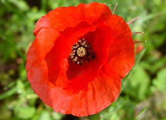 Poppy flower Isolated