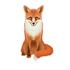 Fox - Realistic Vector Illustration - Animal symmetrical icon design – Vixen isolated on the white background - 259191099