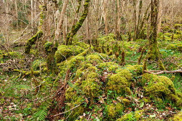 Mystical Woods, Natural green moss in the wild rain forest.  Natural Fantasy forest background.