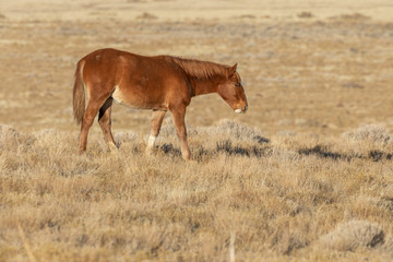 Fototapeta premium Wild Horse in Winter in Utah
