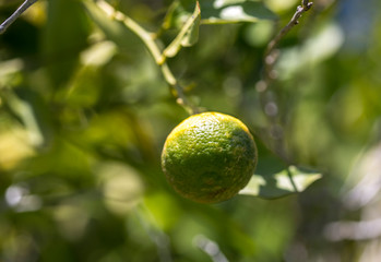 Spicy tangerine on a branch in the garden
