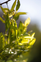 Obraz premium orange tree with flower ovary on a branch in the gardens of cyprus in spring
