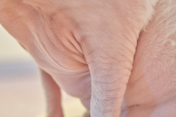 Fototapeta premium Sphynx cat old cat fat cat