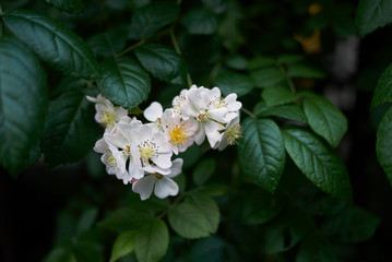 white little roses