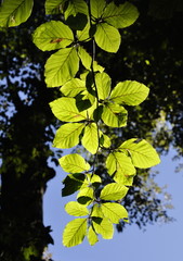 Contre jour de feuilles de hêtre