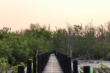 Natural wooden bridge in quiet mangrove forest at evening with orange sky