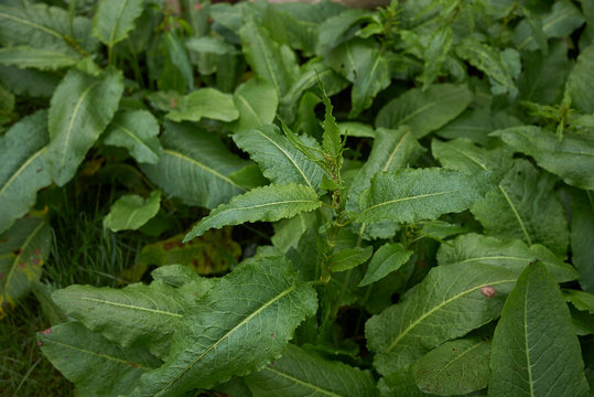 Rumex crispus