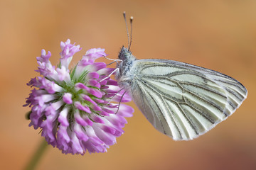 Magnifico ritratto della farfalla Pieride del Navone su fiore di trifoglio (Pieris napi)