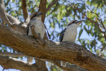 kookaburra on a branch