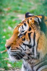 Obraz premium Portrait of a big Siberian tiger from one side with green blurred background. Endangered species, big cat, dangerous, ferocious.
