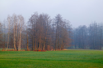 Hazy morning landscape with trees and meadow