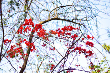 A Flowery Show