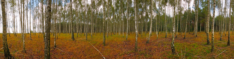 Obraz premium Birch forest at early autumn