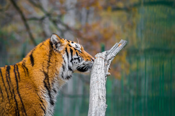 Portrait of siberian tiger photographed from one side in a zoo. Endangered species, animal rights...