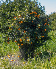 orange tree with flower ovary on a branch in the gardens of cyprus in spring