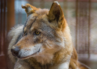 Portrait of an old alpha wolf with scars and wounds on the face at the zoo. Concept of fighting, survival, loneliness, struggle and leadership.