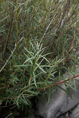 Salix eleagnos angustifolia