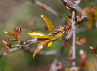 Young leaves on a pomegranate tree in spring