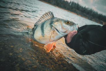 Fishing background. Trophy perch