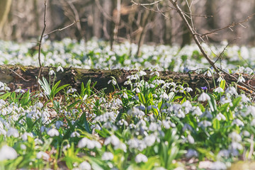 Galanthus nivalis or common snowdrop - meadow with blooming white flowers in early spring in the forest