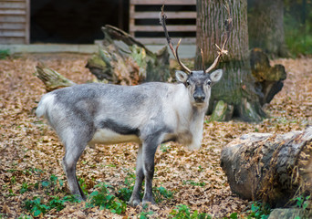 Big male reindeer looking at the camera in a zoo. Captive animal. Gray and white fur. Huge antlers. 